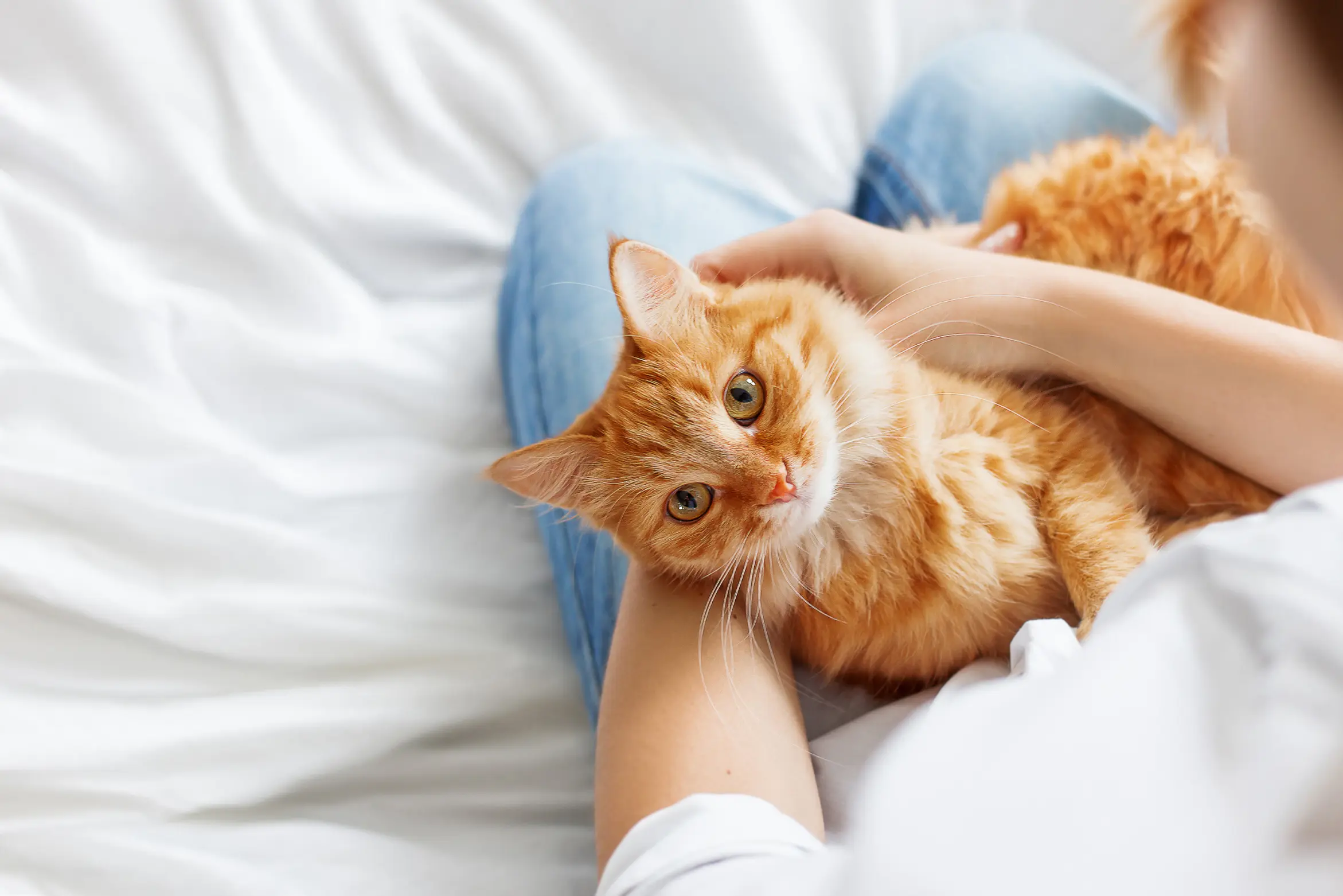 Chi siamo Associazione A Coda Alta GATA Ferrara
