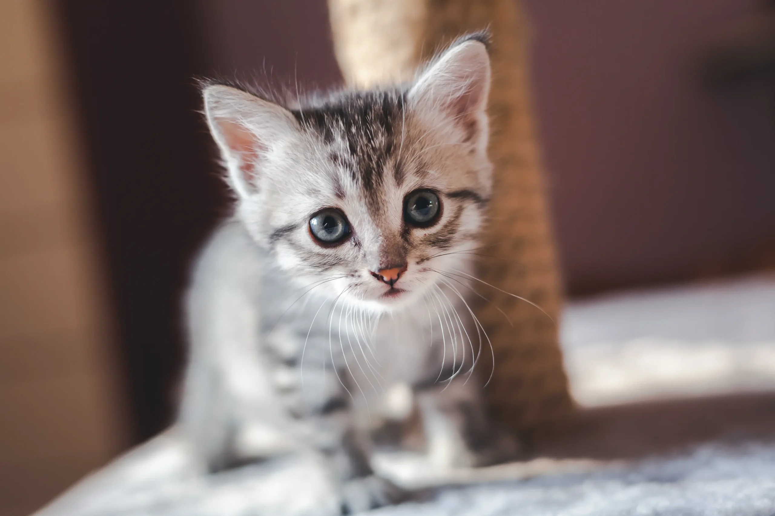 Cuccioli Associazione A Coda Alta GATA Ferrara (2)
