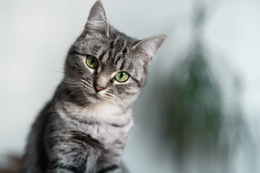 Donazioni Associazione A Coda Alta GATA Ferrara