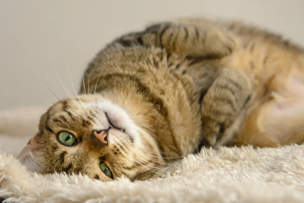 Gatto Associazione A Coda Alta GATA Ferrara (5)