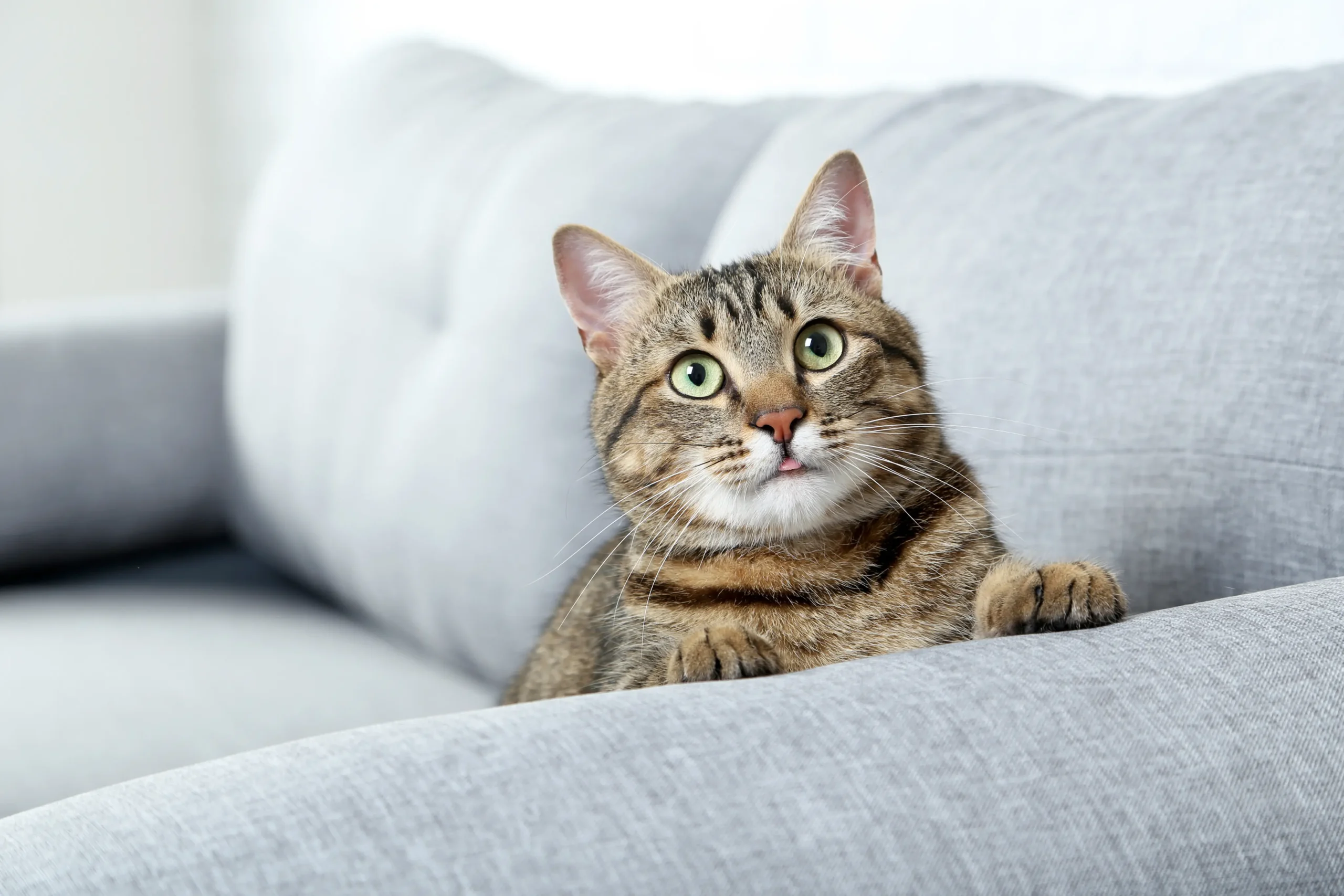 Mici Adulti Associazione A Coda Alta GATA Ferrara