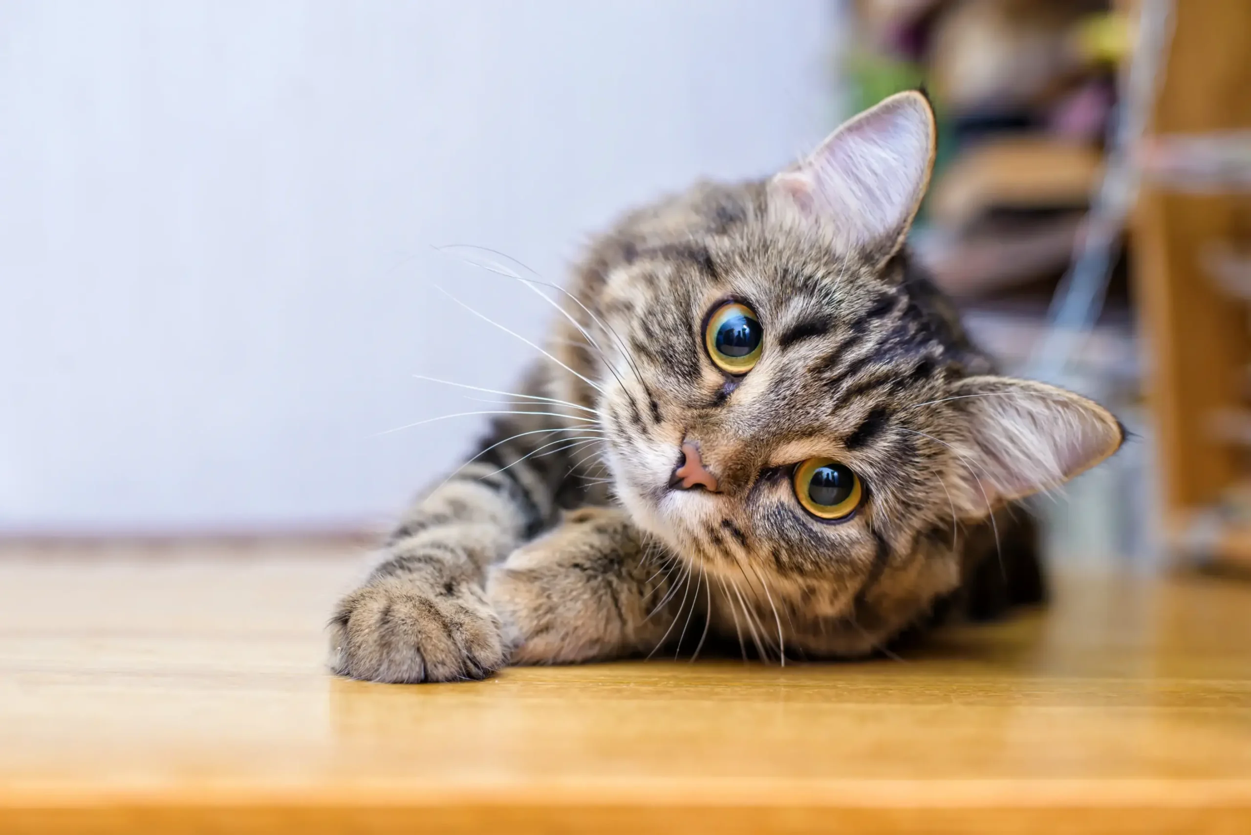 Mici Fiv Associazione a Coda Alta GATA Ferrara