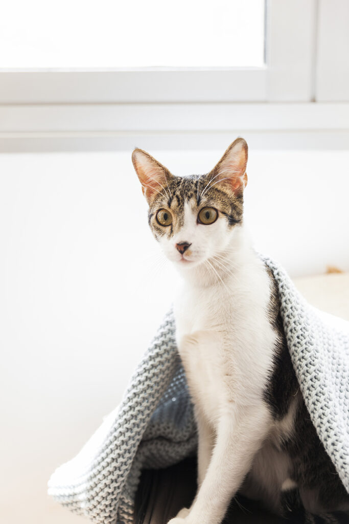Gatto bianco e marrone con occhi gialli, coperto da una coperta lavorata a maglia di colore chiaro, guarda in avanti.