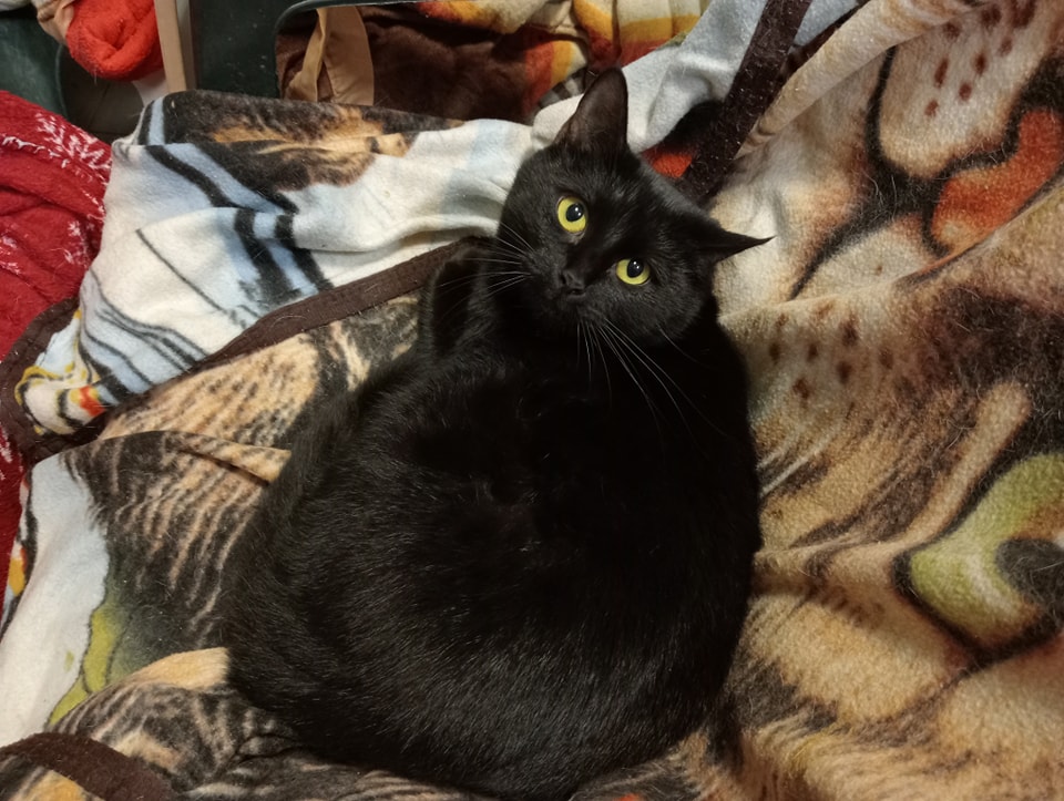 Gatto nero