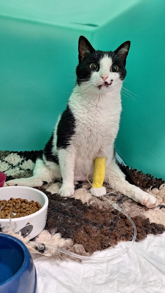 gattino con disabilità bianco e nero