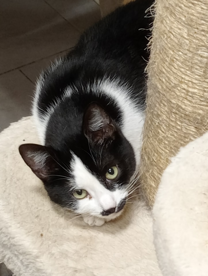 Gatto di nome Titti