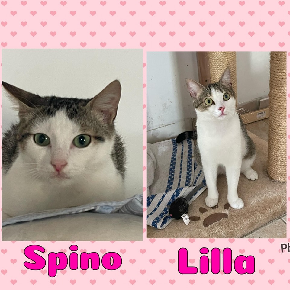 Due gatti di nome Spino e Lilla bianchi con macchie tigrate grigie