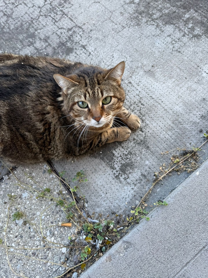 Gatto tigrato grigio