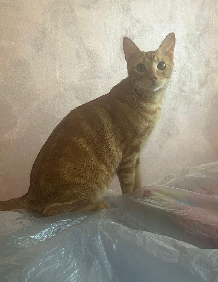 Gatto tigrato rosso