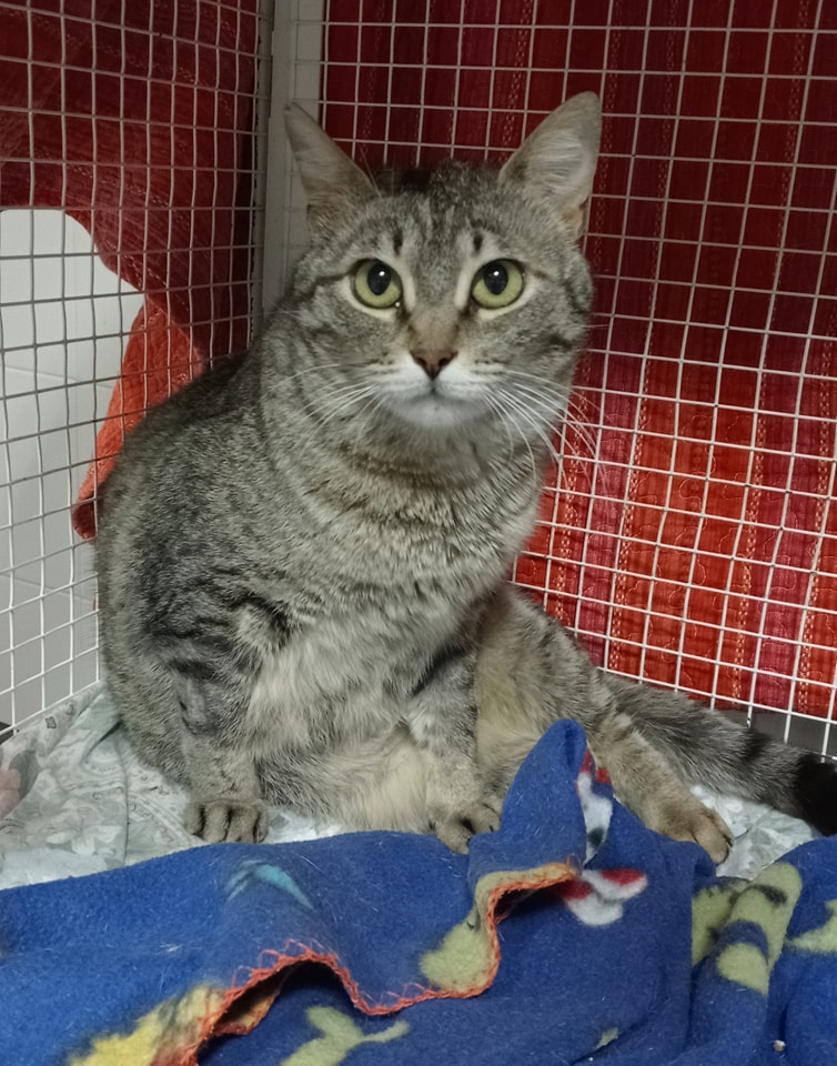 Gatto tigrato