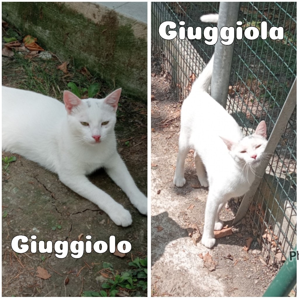 Due gatti bianchi di nome giuggiola e giuggiolo