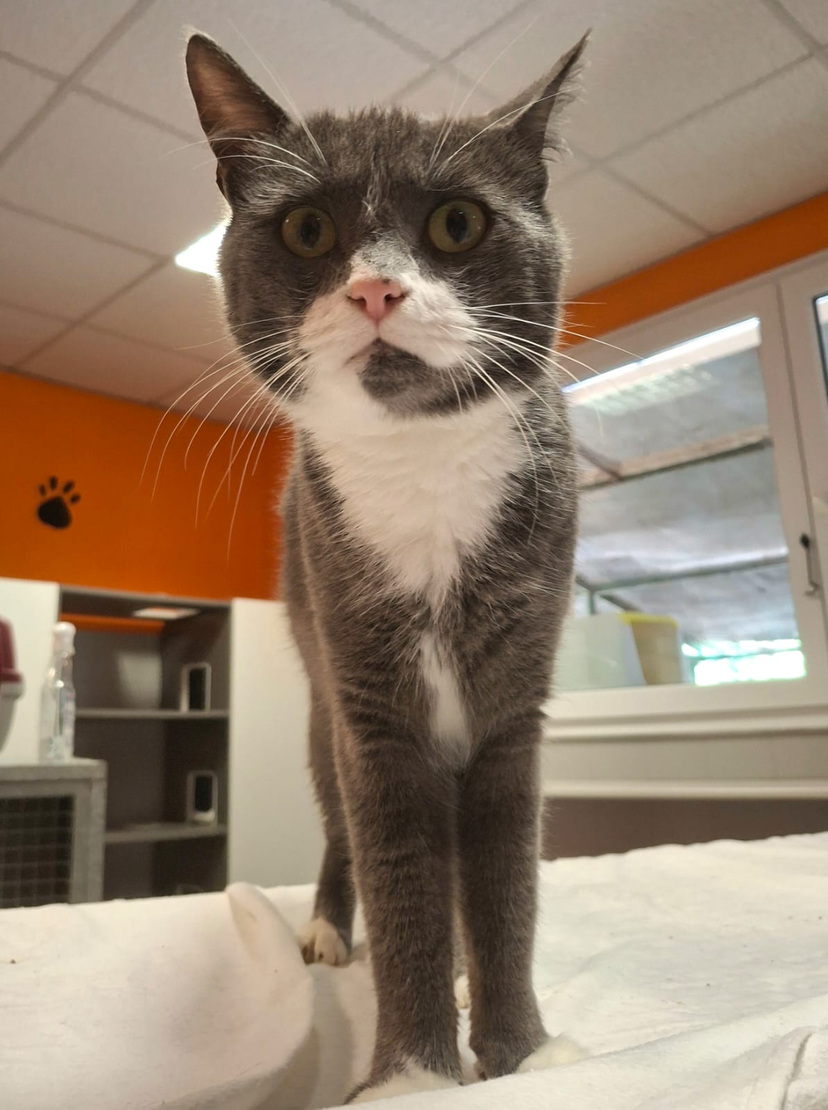 Gatto di Fausto , colore grigio e bianco