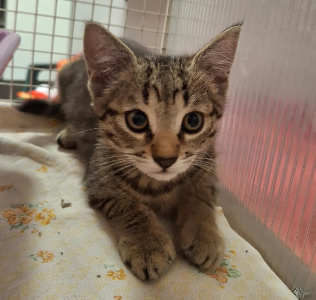 John Gatto Tigrato Associazione A Coda Alta & GATA Gattile Ferrara