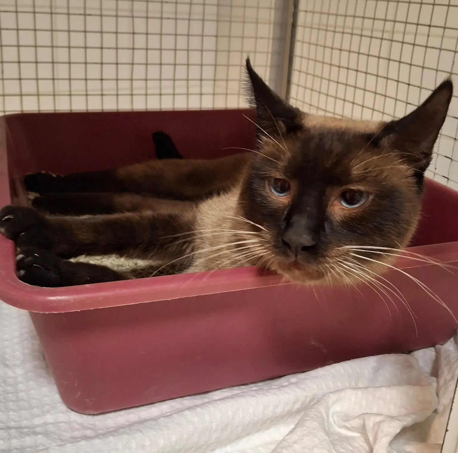 Leo - Gatto Associazione A Coda Alta & GATA Gattile Ferrara