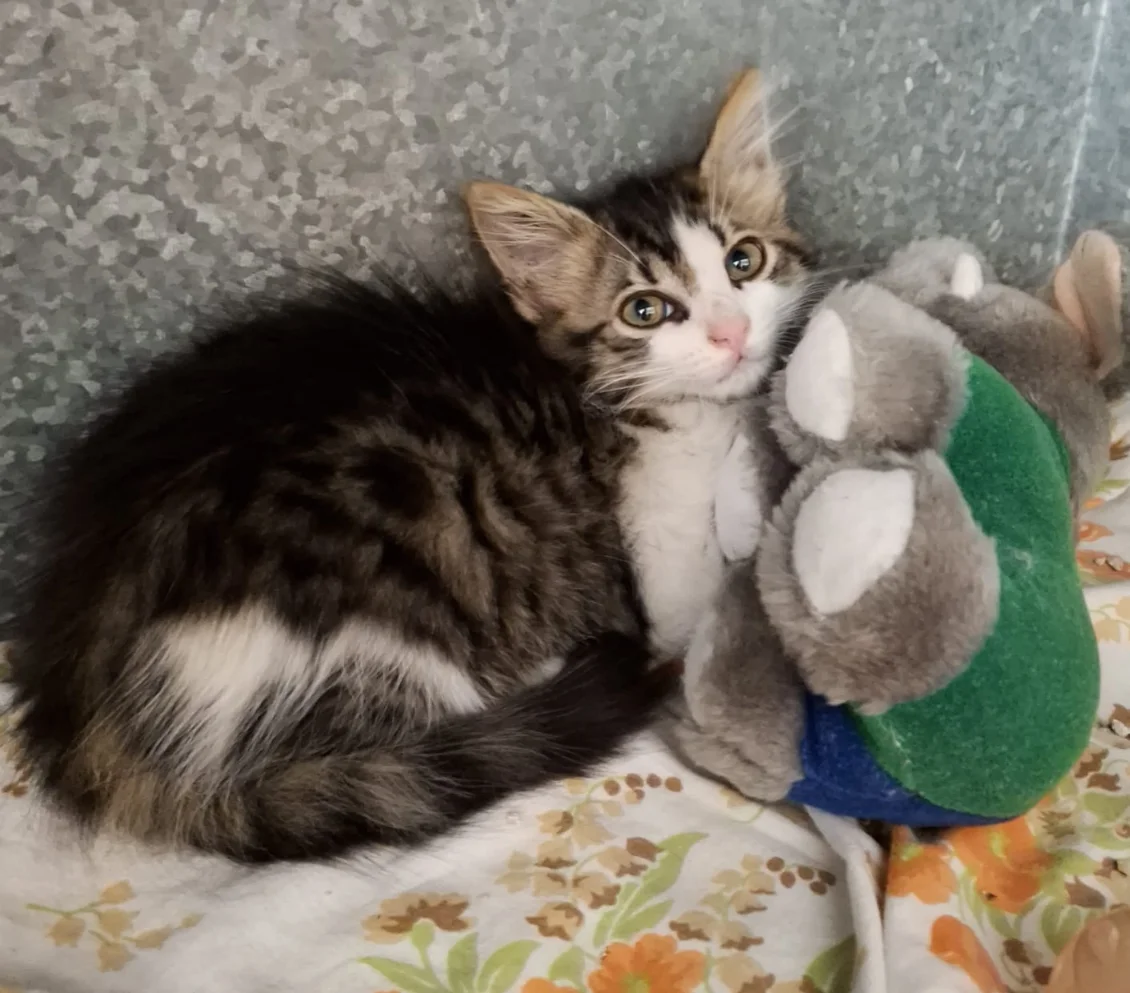 Lia Gatto Associazione A Coda Alta & GATA Gattile Ferrara