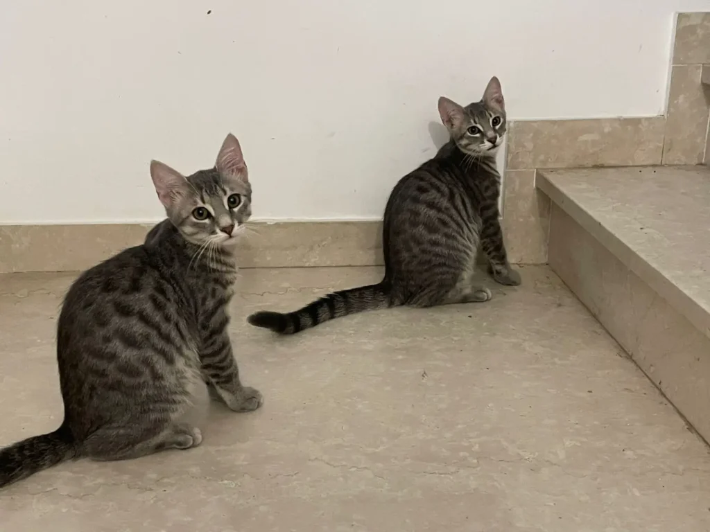 Loris e Jerry gatti grigi tigrati Associazione a Coda Alta & G.A.T.A. Ferrara