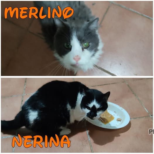 Merlino gatto bianco e grigio e Nerina gatto nero e bianco