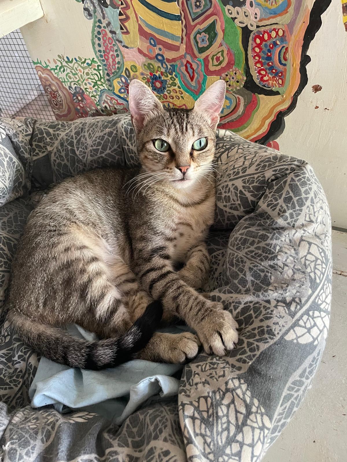 Tommy gatto 1 anno tigrato grigio