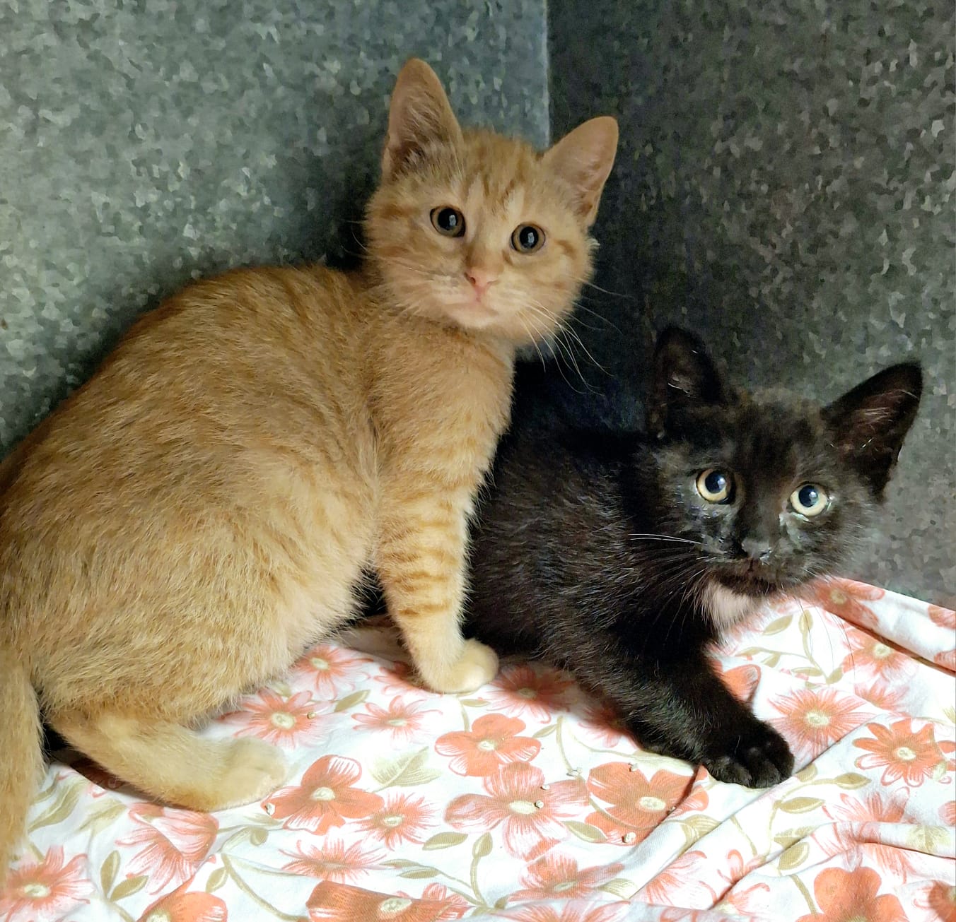 Gatto tigrato rosso e gatto nero due cuccioli di 4 mesi