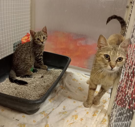 Due giovani gatti tigrati in un box. Un gattino è seduto in una lettiera nera e guarda la fotocamera, mentre l'altro sbircia da dietro un angolo con curiosità.