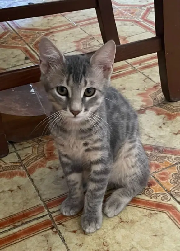 Jerry Gatto Tigrato grigio Associazione A Coda Alta & GATA Gattile Ferrara
