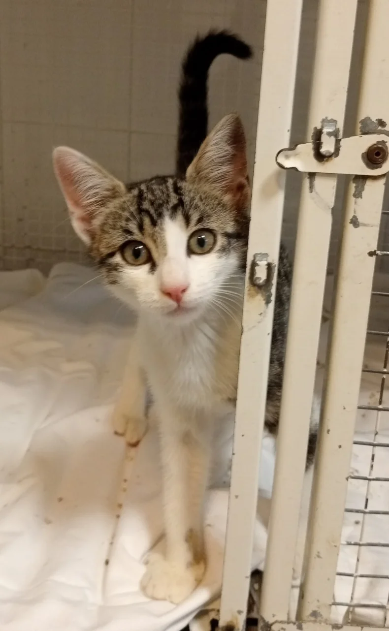 Molly Associazione a Coda Alta & GATA - Gattile Ferrara
