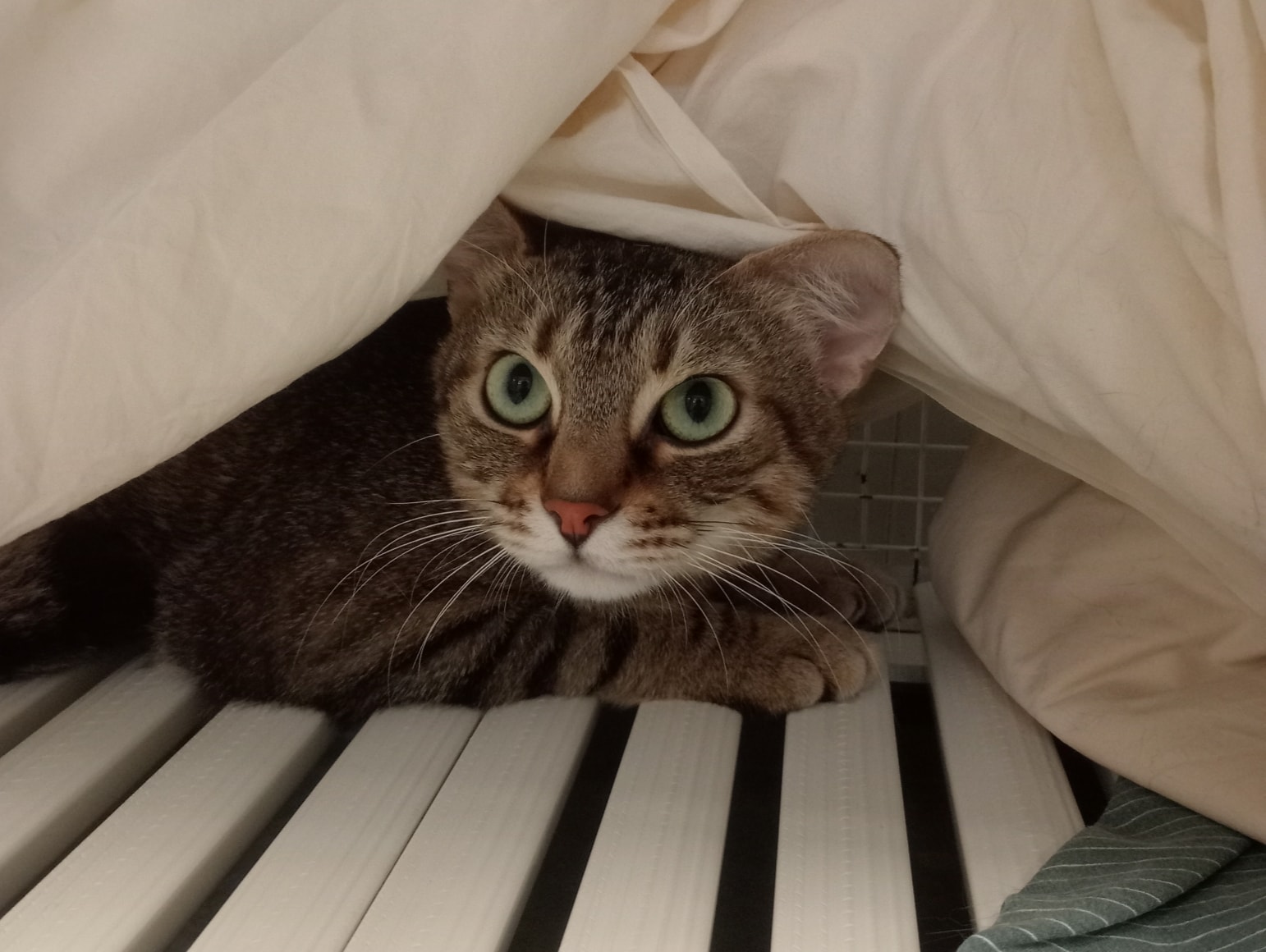 Poker Gatto tigrato grigio Associazione a Coda Alta & G.A.T.A