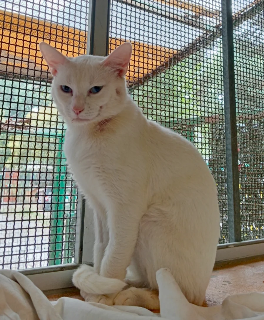 Rocky gatto adulto bianco Associazione a Coda Alta & GATA