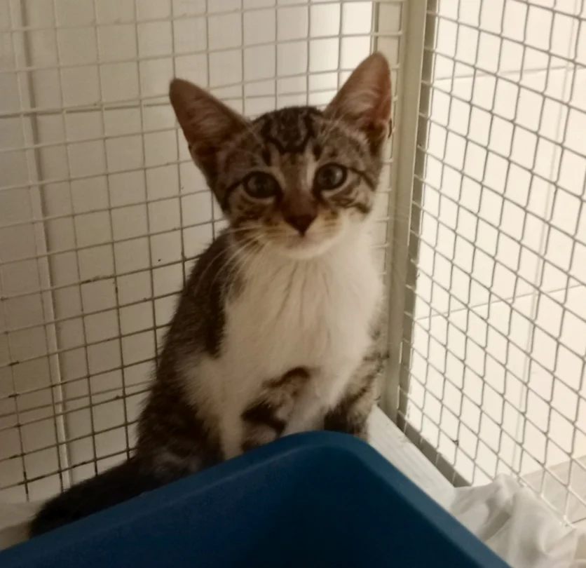 Rosy gatta grigia e bianca Associazione a Coda Alta & GATA