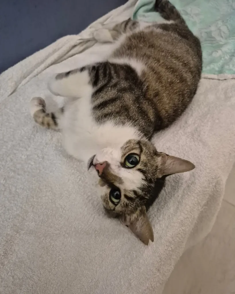 Glikò gatto grigio e bianco tigrato Associazione a Coda Alta & G.A.T.A. Ferrara