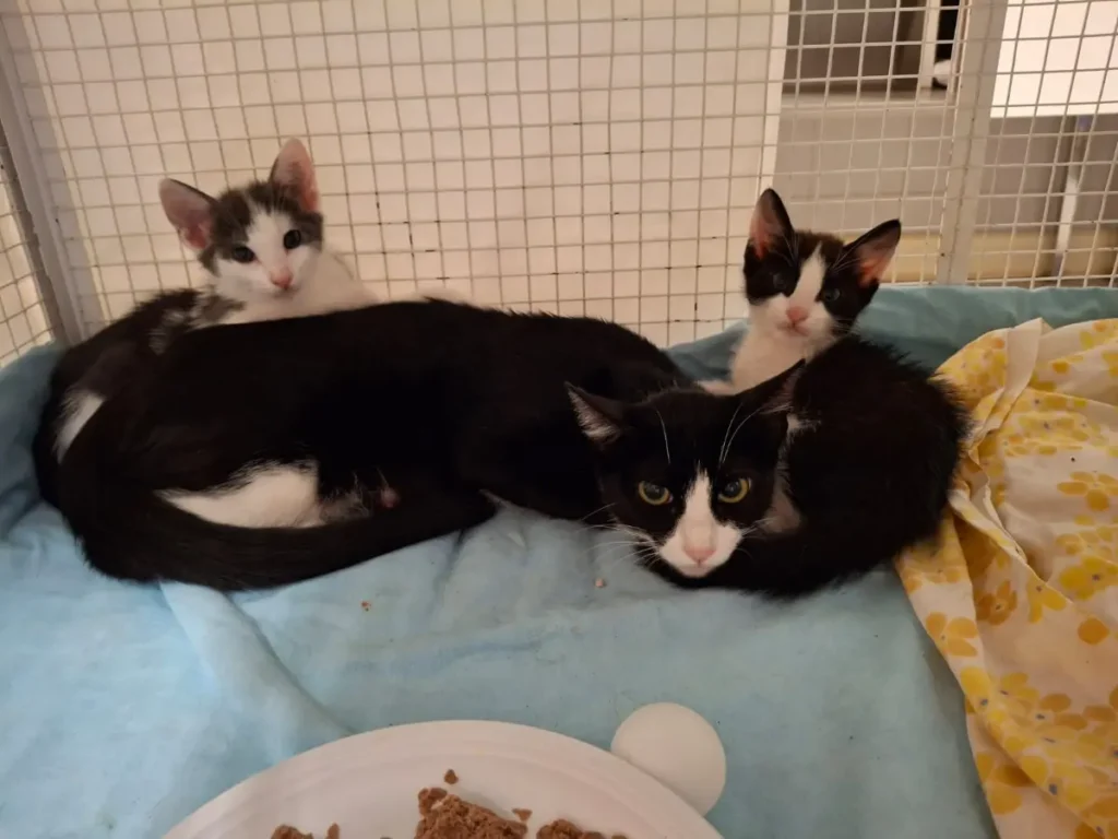 Mamma Nula di colore nero e i suoi due cuccioli bianchi e neri Sogno e Morfeo Associazione a Coda Alta & G.A.T.A. Ferrara