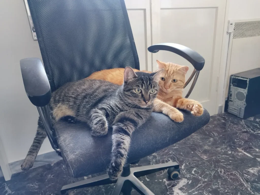 Ziggy gatto tigrato grigio e Tigro gatto rosso Associazione a Coda Alta & G.A.T.A. Gattile Ferrara