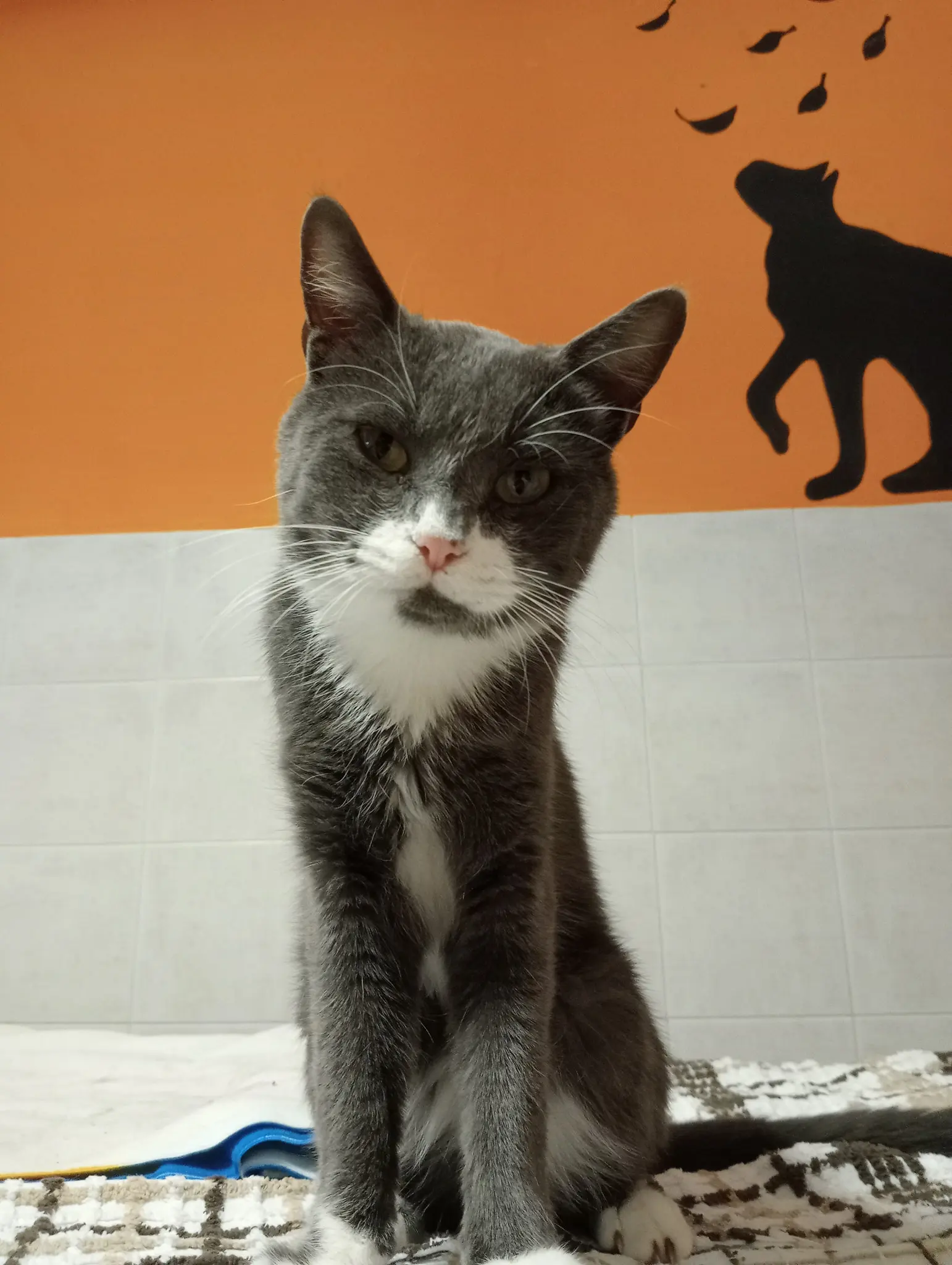 Fausto, gatto grigio con macchie bianche Associazione a Coda Alta & G.A.T.A. Gattile Ferrara