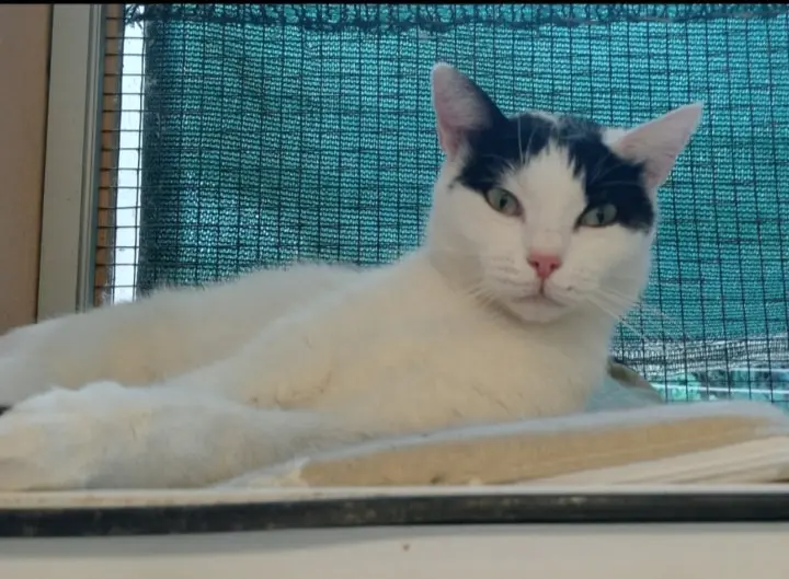 Miriel, gatta Associazione a Coda Alta & G.A.T.A. Gattile Ferrara