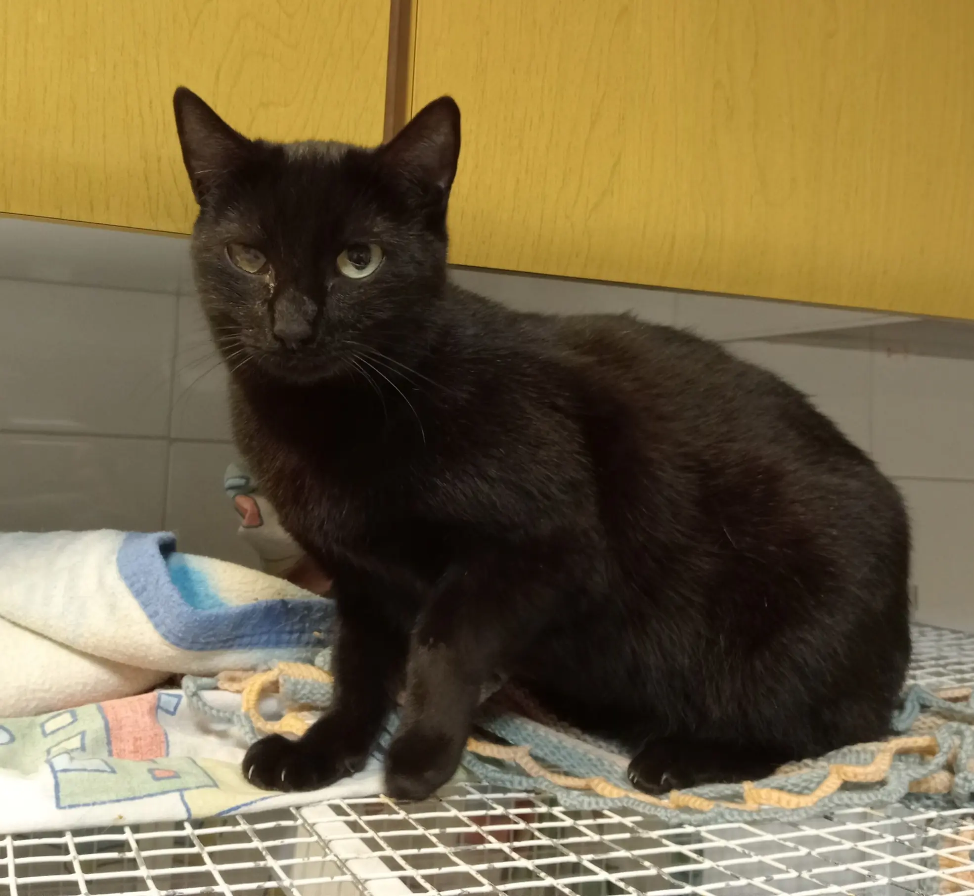 Raya, gatta nero Associazione a Coda Alta & G.A.T.A. Gattile Ferrara